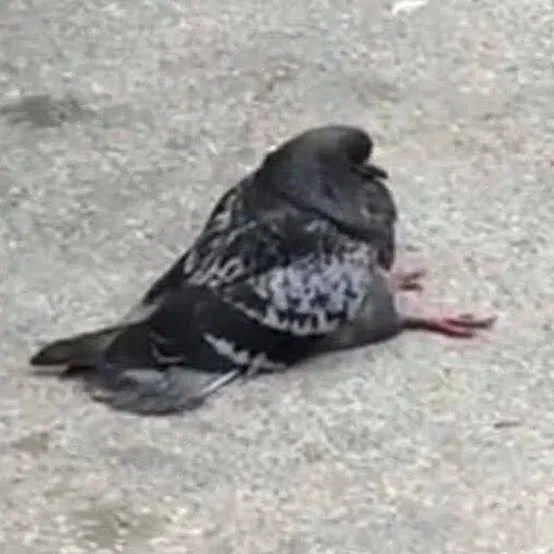Avatar of bird.