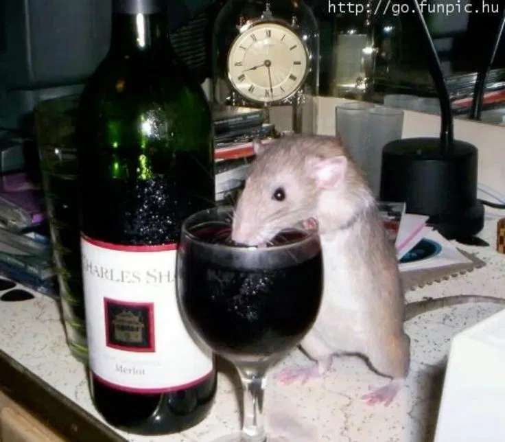 Avatar of Wine rat named william
