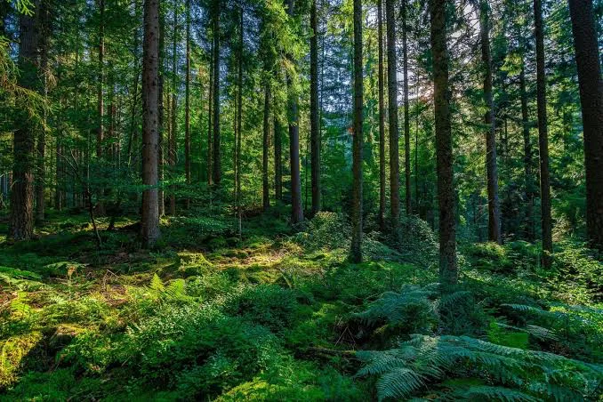 Avatar of Idyllic Forest