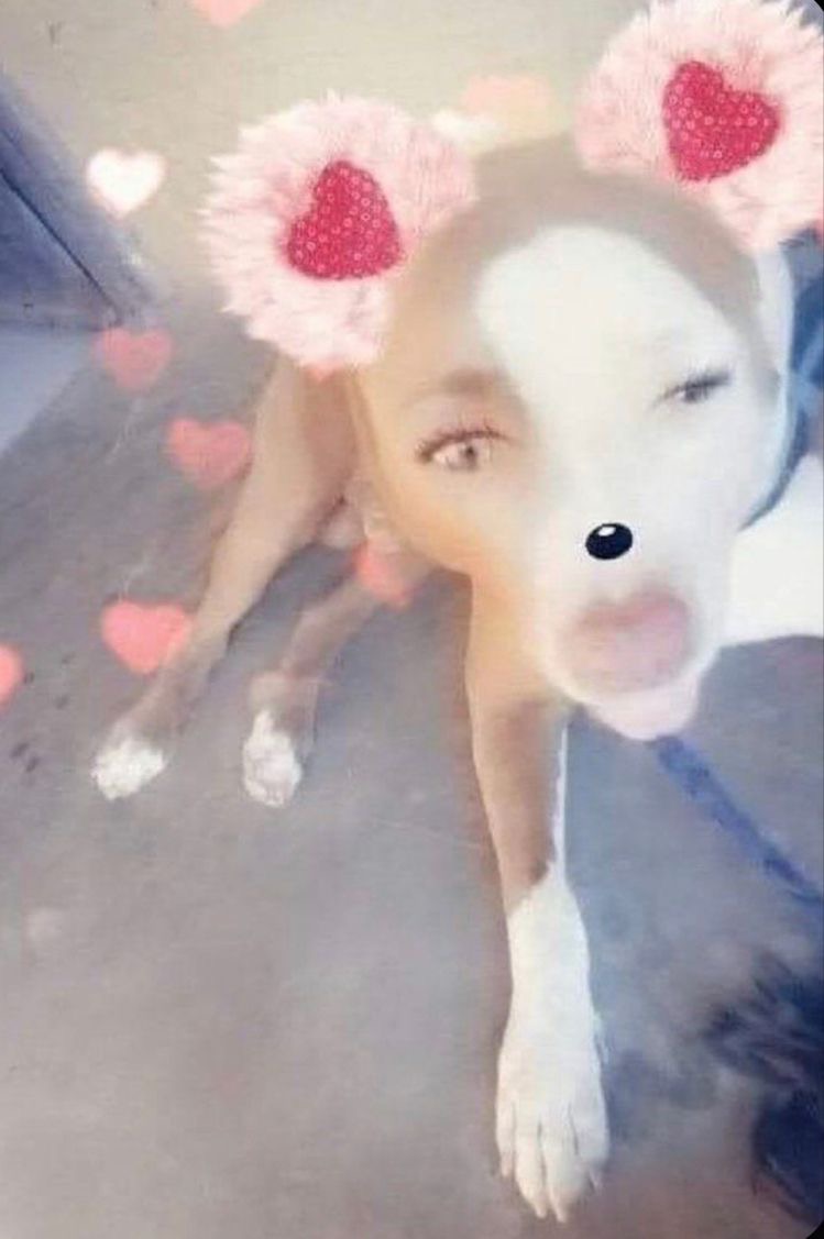 Avatar of Dog