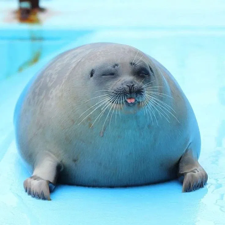 Avatar of Seal!