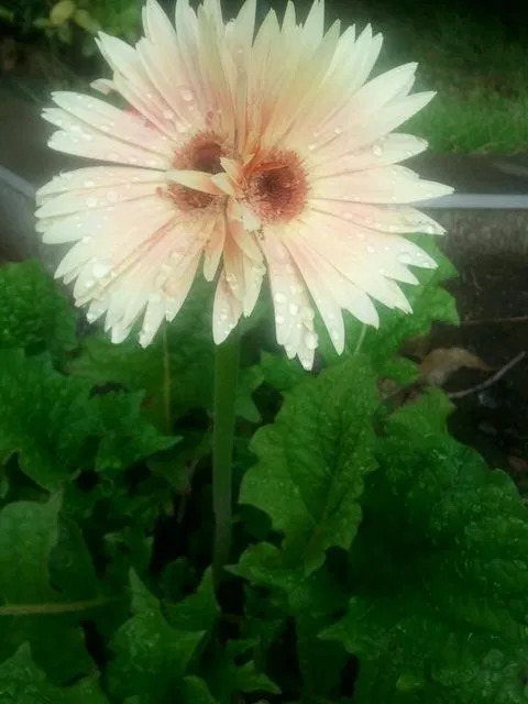 Avatar of Talking flowers 