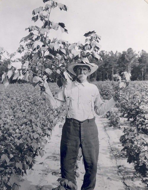 Avatar of Cotton picker master