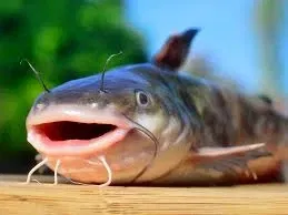 Avatar of Catfished