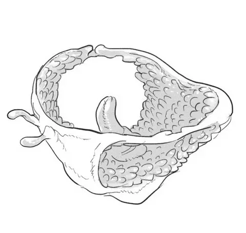 Avatar of Tentacle underwear