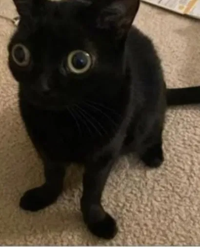 Avatar of Cat #1 ~ Bob