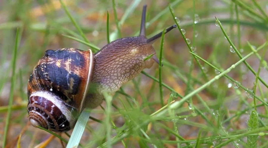 Avatar of snail