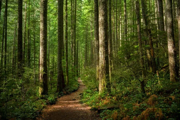 Avatar of 04-Forest