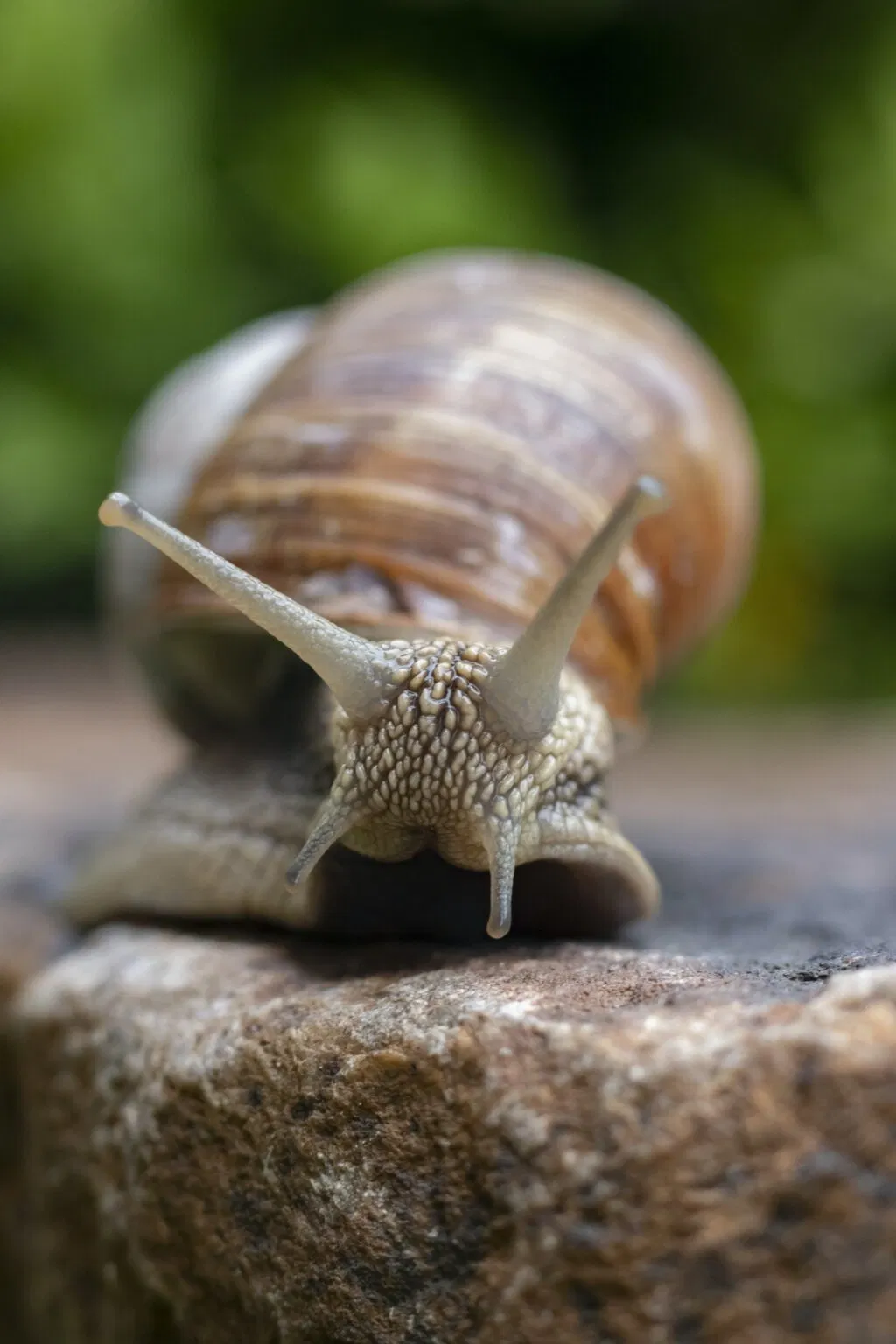 Avatar of The Snail