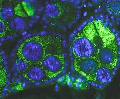 Avatar of Wolbachia | Futanarization Parasite