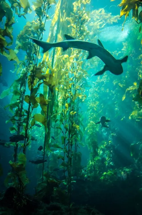 Avatar of Deep Waters
