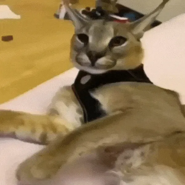 Avatar of floppa