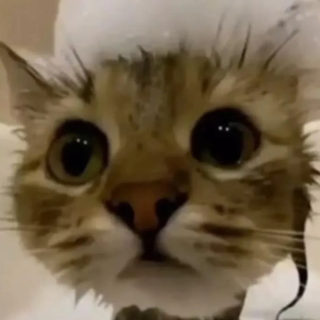 Avatar of Calico - The cat person