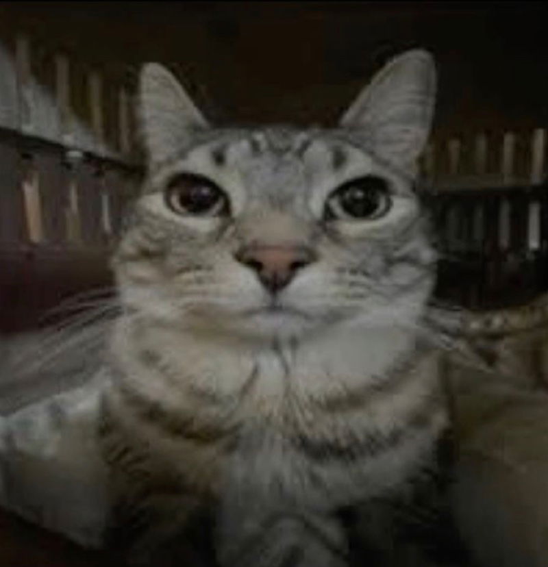 Avatar of Suggestion Bot