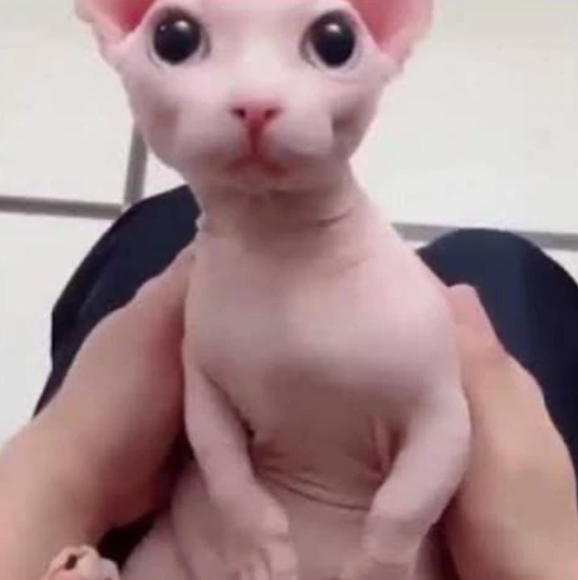Avatar of Bingus