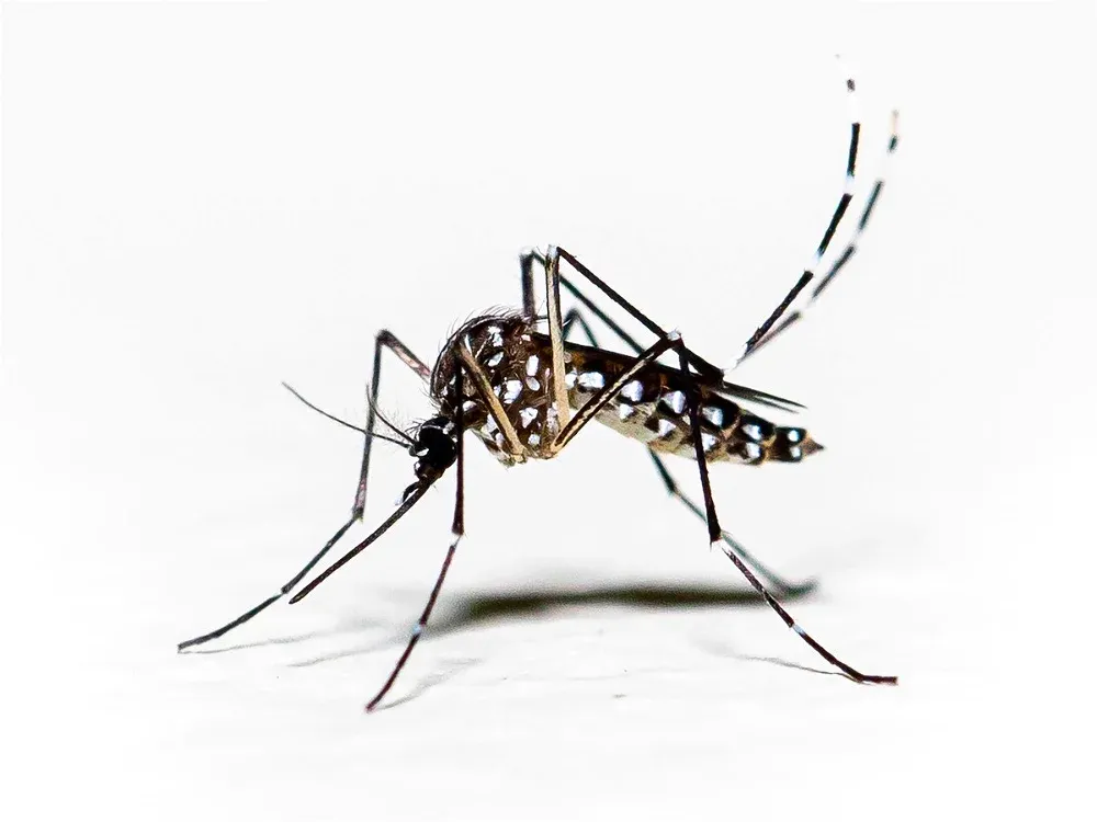 Avatar of mosquito 