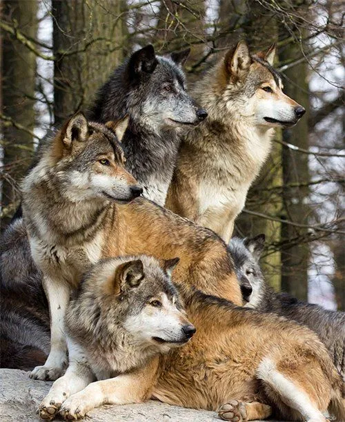 Avatar of Werewolf Family