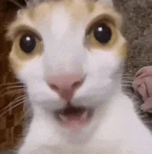 Avatar of Public chats are back?!