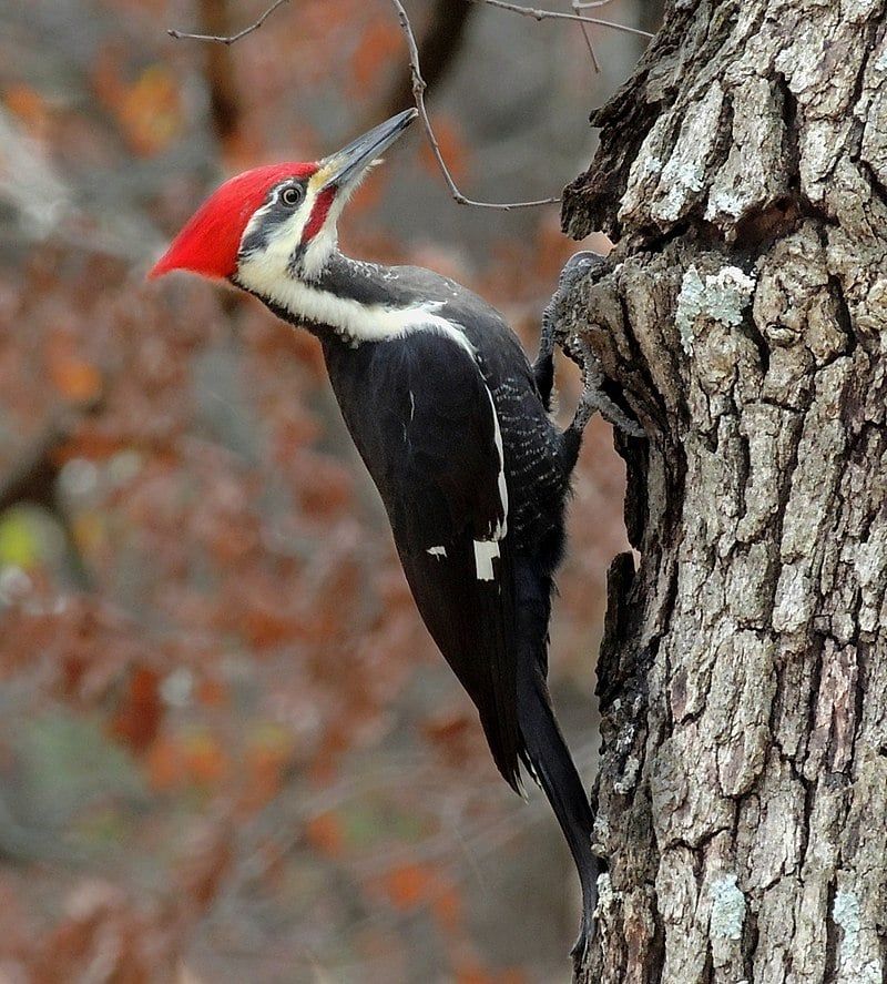 Avatar of Messenger Woodpecker
