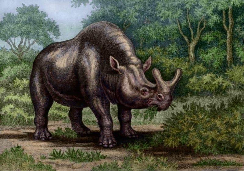 Avatar of Brutus the Megacerops