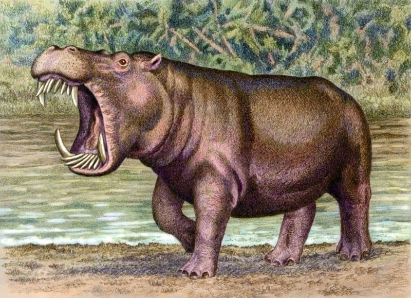 Avatar of Simon the Hexaprotodon sivalensis