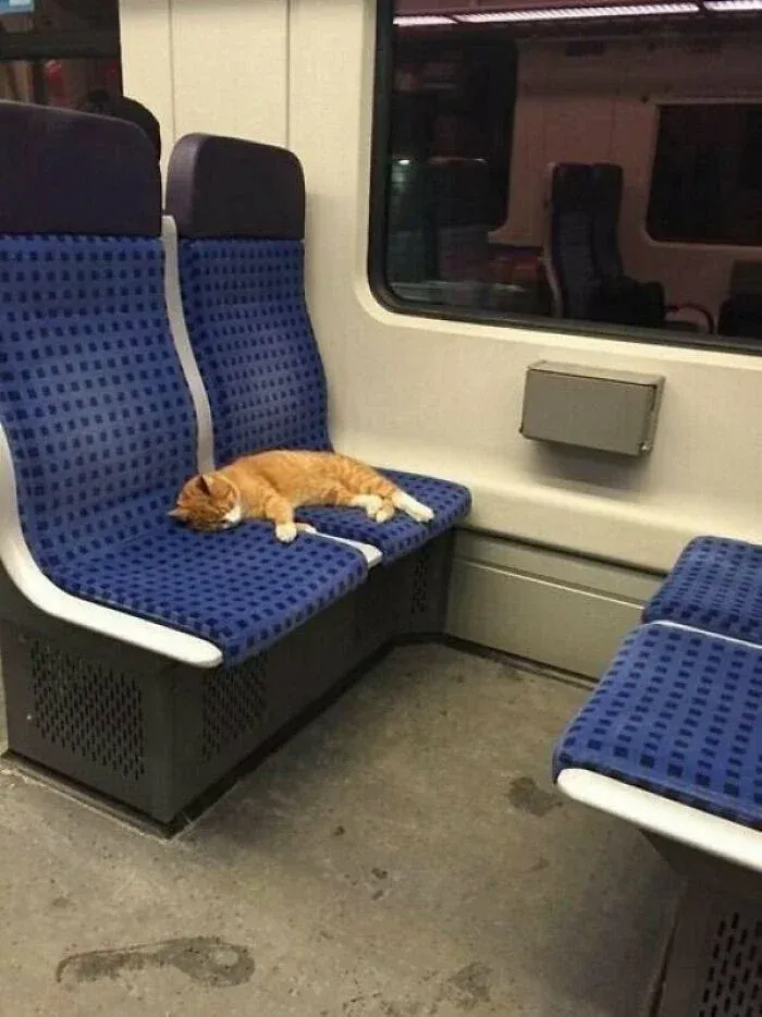 Avatar of Cat at metro