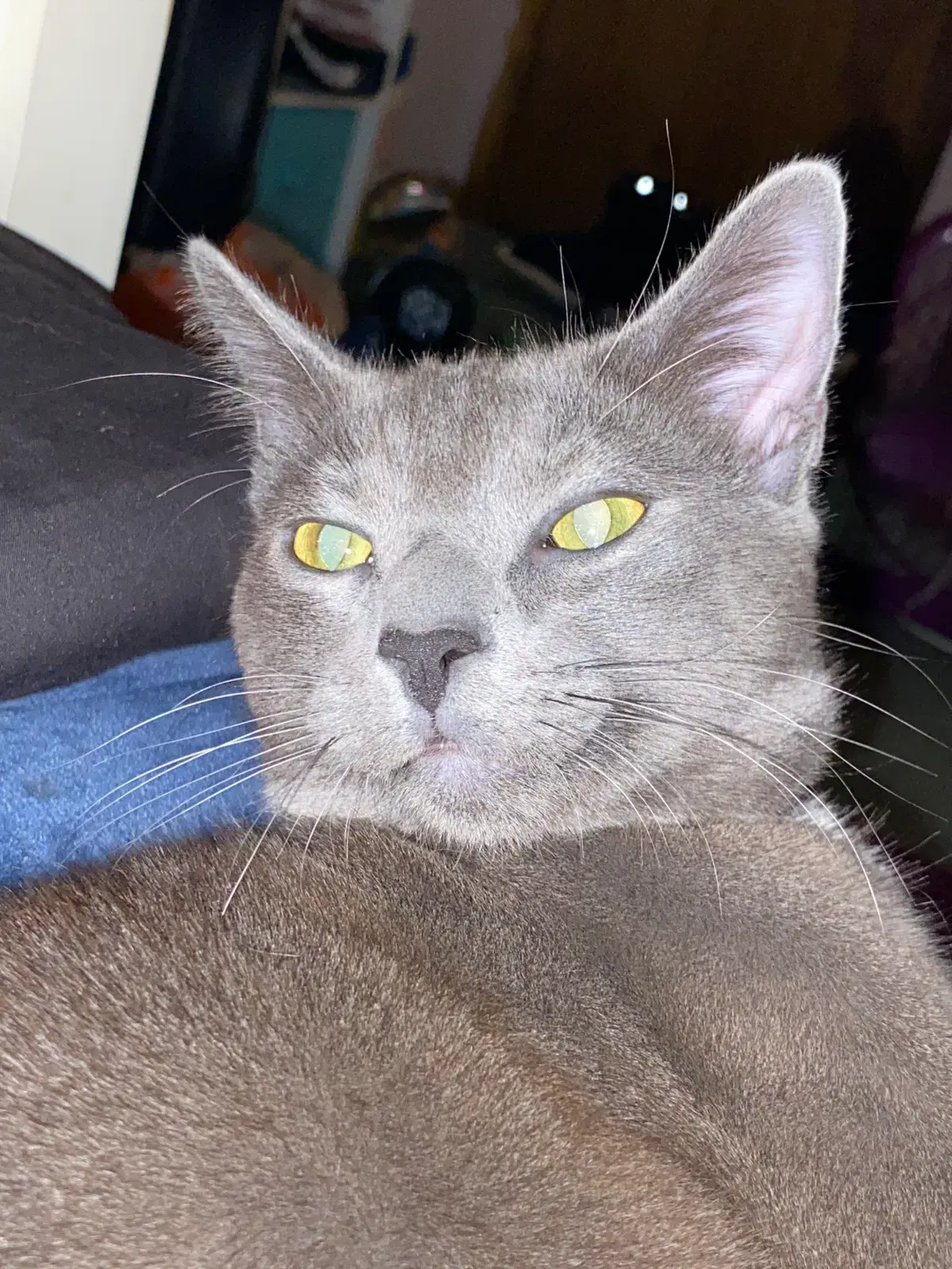 Avatar of A stray cat