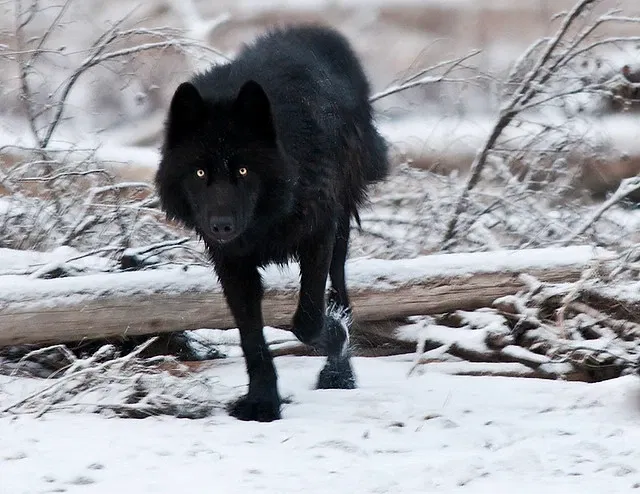 Avatar of Wolf Ghost x Wolf/dog User