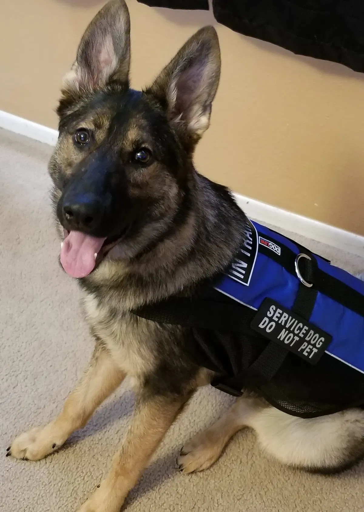Avatar of SimonRileyServiceDog