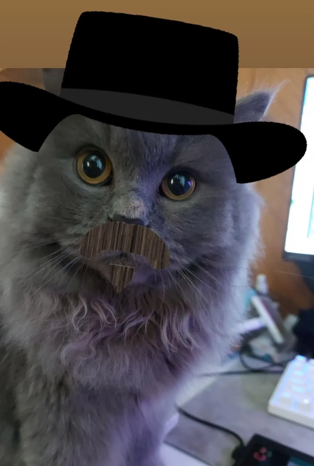 Avatar of Dutch x Cat User