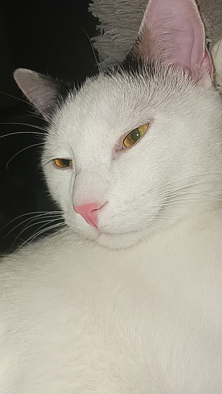 Avatar of MY CAT
