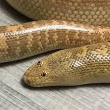 Avatar of Snake :D