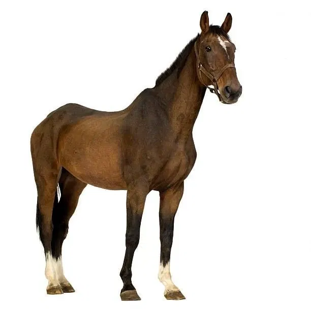 Avatar of Horse