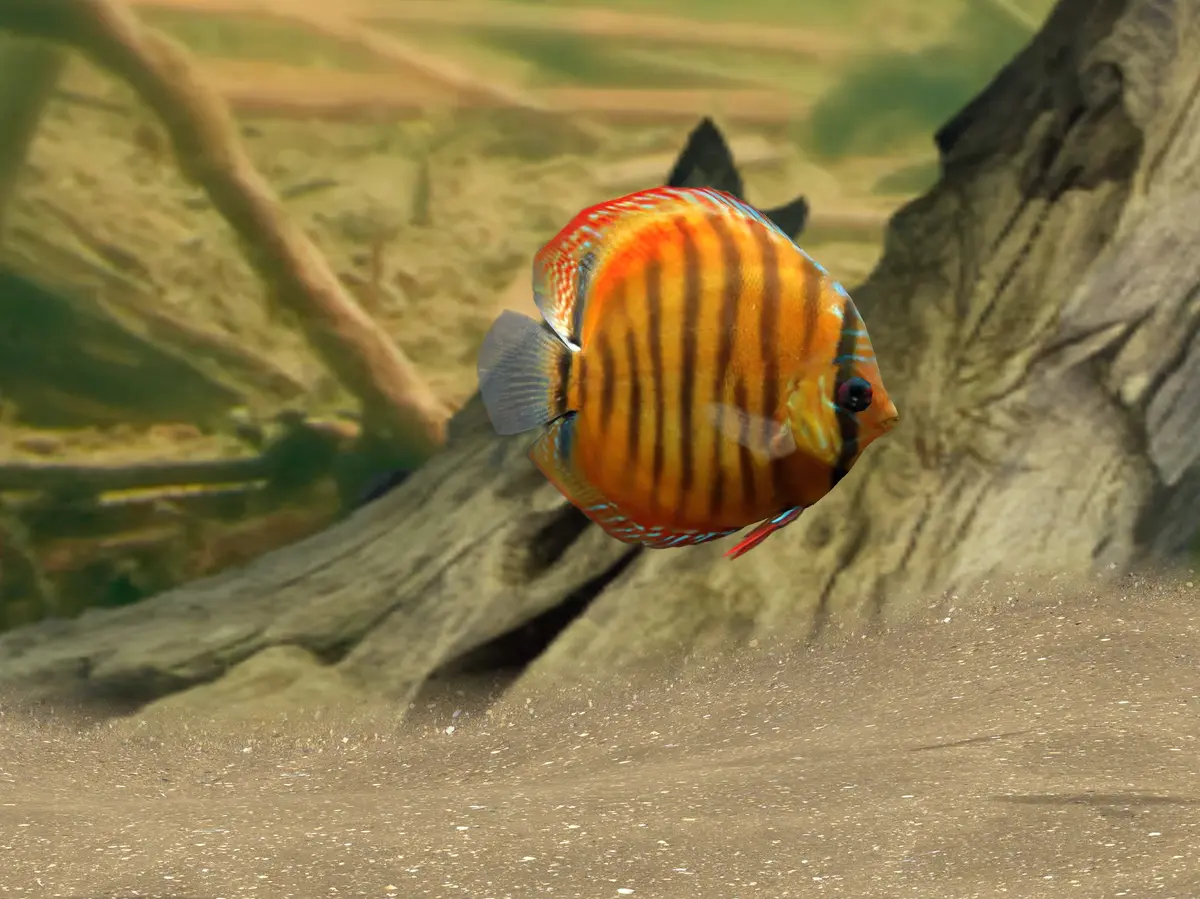 Avatar of Discus fish collection (fish farm 3)