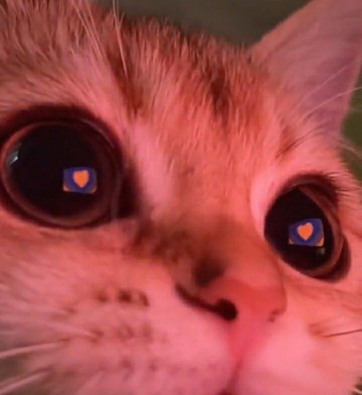 Avatar of Your cat