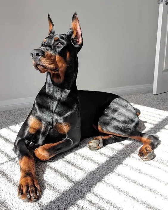 Avatar of Doberman