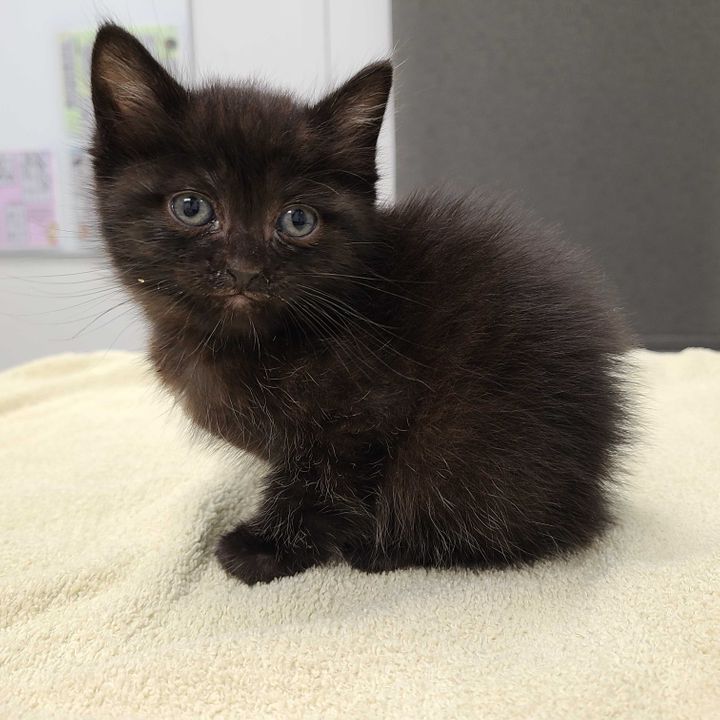 Avatar of Kitty