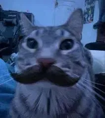 Avatar of Cat with a mustache 