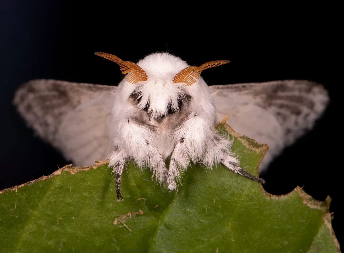 Avatar of moth