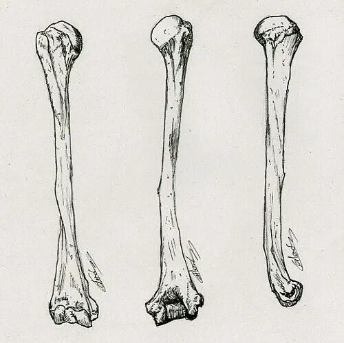 Avatar of The Singing Bone