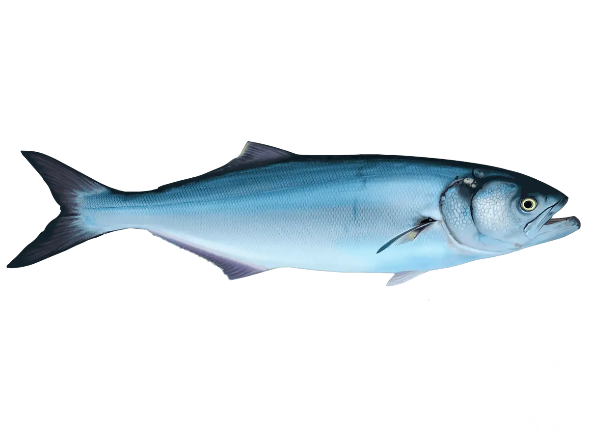 Avatar of Fish