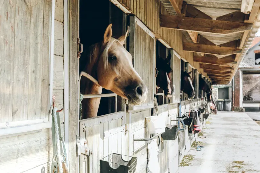 Avatar of Equestrian RPG