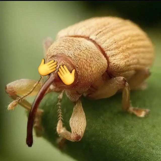Avatar of Character template AND Wibbles the Weevil (idk just go with it)