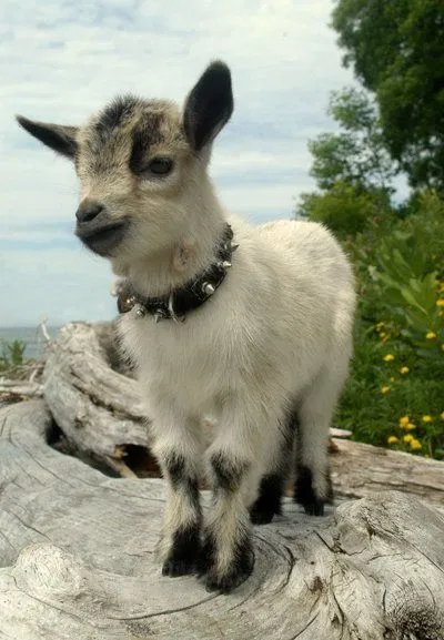 Avatar of 🐐💗 Goodbye Riuki!!! 💗🐐