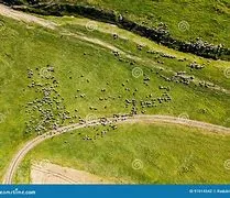 Avatar of The Sheepy Realm