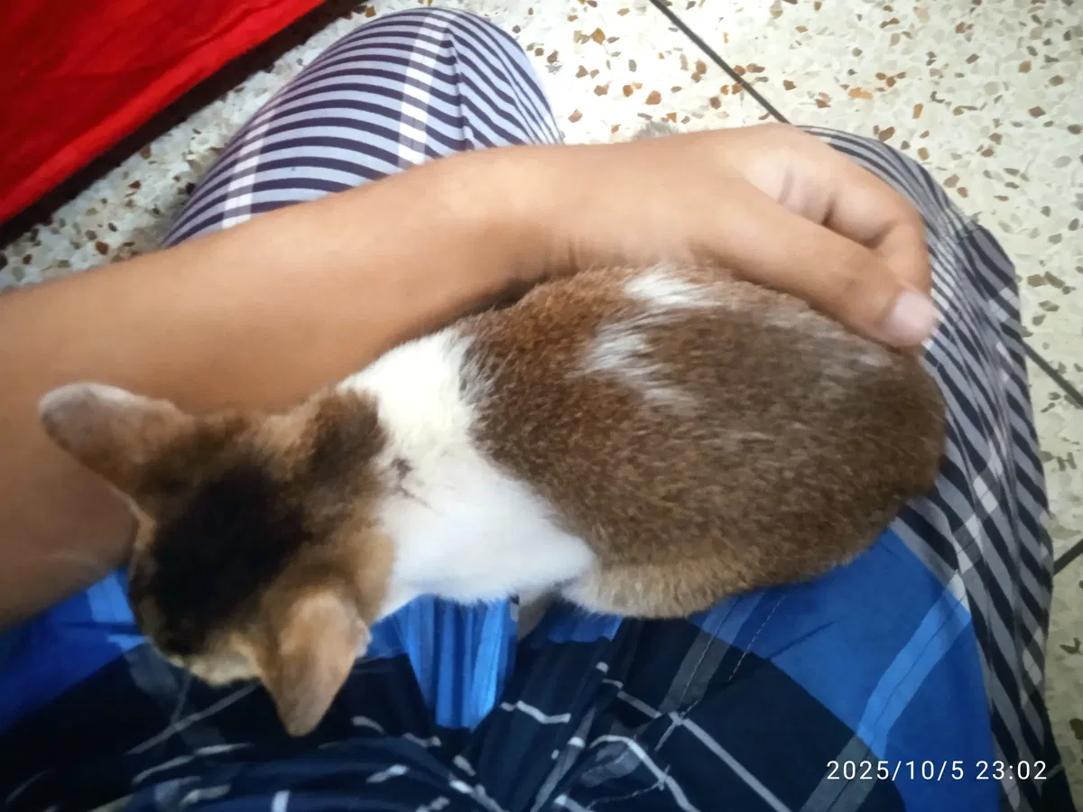 Avatar of A Stray Kitten