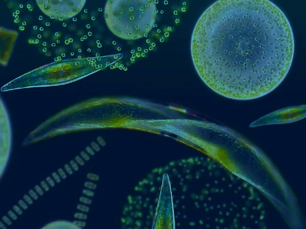 Avatar of 🦠🔬Phytoplankton...