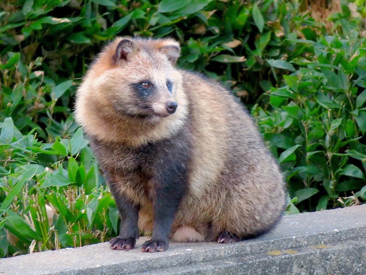 Avatar of raccoon dog