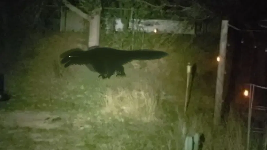 Avatar of The Utahraptor Gang