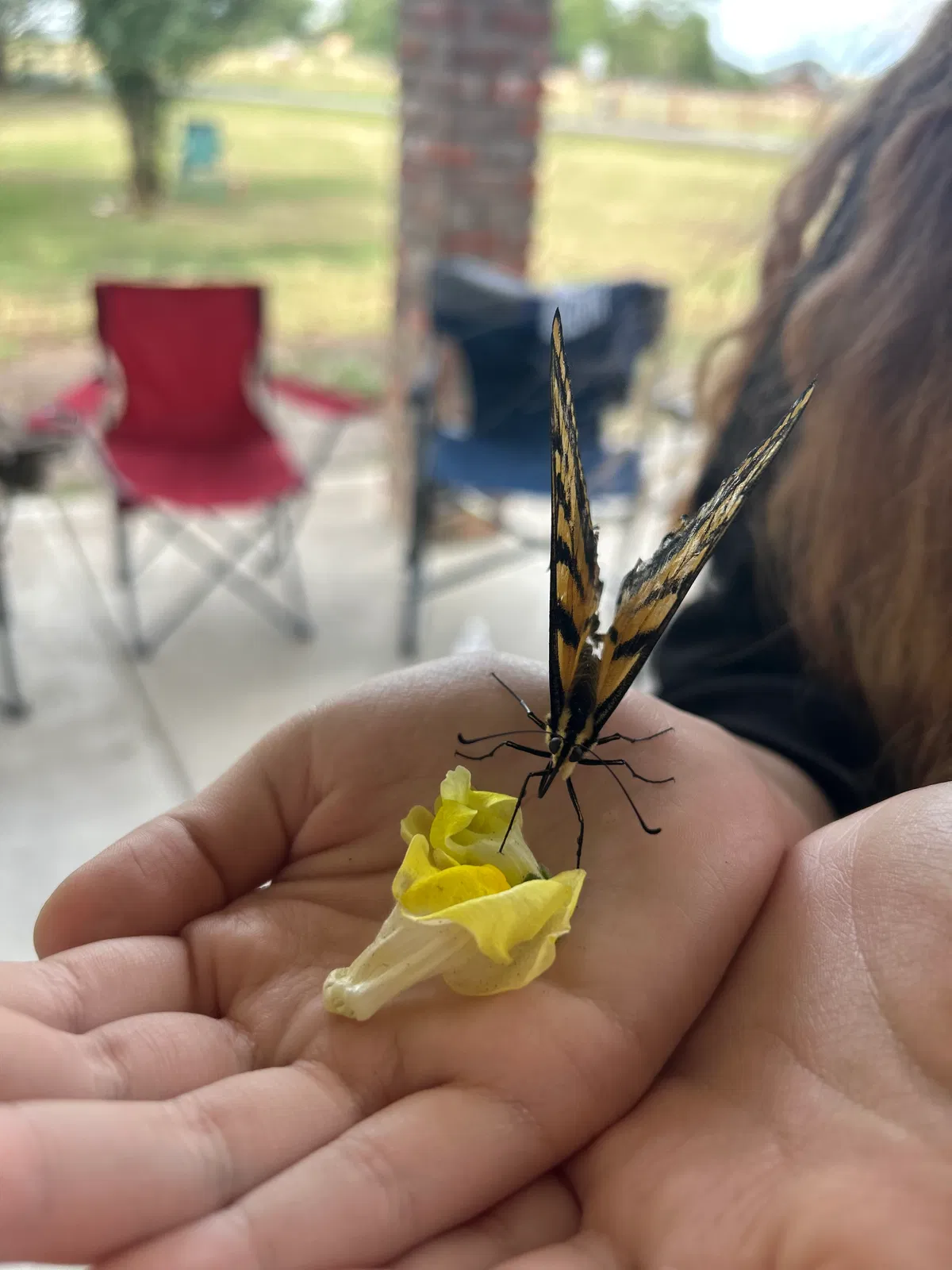 Avatar of Papilio glaucus ‘Lio’ - demi-human eastern tiger swallowtail